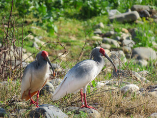 Crested Ibis,China