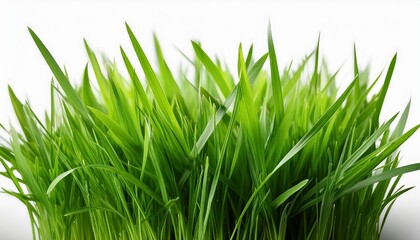 Fototapeta premium Fresh Green Grass Isolated On White