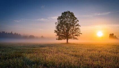 Fototapeta premium A Lone Tree Stands In A Field During A Foggy Sunrise In Bavaria