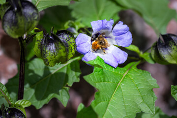 Bumble bee on a blue apple-of-Peru or Nicandra physalodes flower in summer, close up