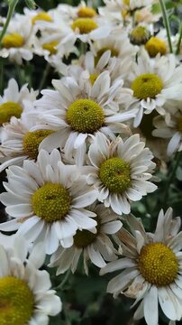 Un primer plano de una planta citronela de manzanilla   con flores blancas en un jard&iacute;n. Video vertical