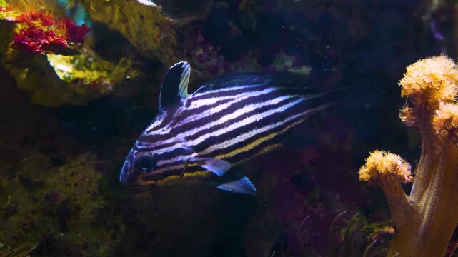 Close up of a zebra fish floating slowly underwater beside a reef