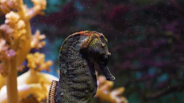 Very close up of a seahorse head floating beside a coral reef underwater.