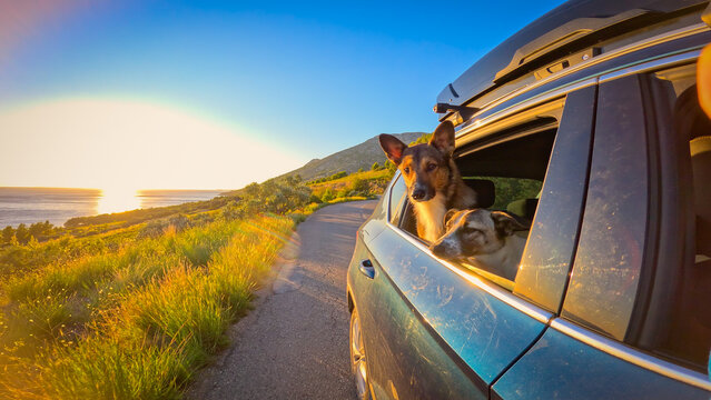 CLOSE UP, LENS FLARE: Two dogs happily look out of a car window, enjoying the fresh air and stunning sunset views over Adriatic Sea as the car drives along a scenic coastal road on island of Hvar.