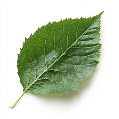 Fototapeta premium Close-up of a vibrant green leaf displaying intricate vein patterns and vivid textures.