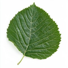 Obraz premium A vibrant green leaf with a detailed texture and serrated edges on a clean white background.