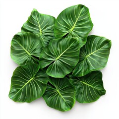 Obraz premium A lush arrangement of vibrant green leaves showcasing intricate veins on a bright white background.