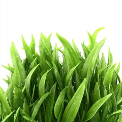 Fototapeta premium Vibrant, fresh green grass blades with dew droplets glistening in the light.