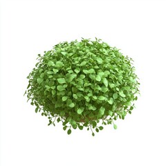 Fototapeta premium A lush, green sphere of vibrant foliage, perfect for adding a touch of nature to any setting.