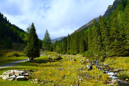 Mountain meadow with a stream next to a spruce forest at Hintereggengraben alpine valley in Ankogel group of High Tauern in Central eastern alps, Carinthia, Austria