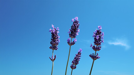 青空とラベンダーの穂の束