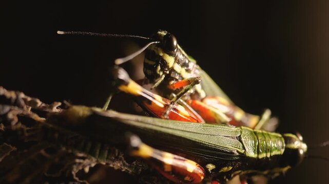 Close up grasshopper head eating weeds and leaves froma plant