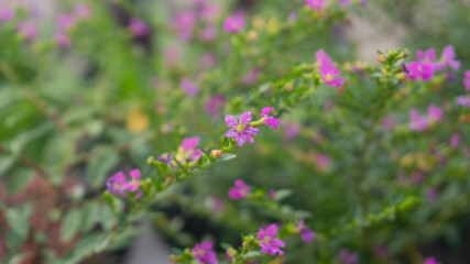 Delicate Purple False Heather Flowers in Bloom with Green Foliage