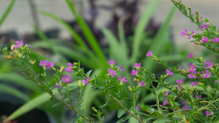 Vibrant Purple Mexican Heather Blooms in Lush Green Garden