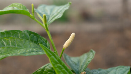 Vibrant Green Leaves and Unique Flower of Long Pepper Plant