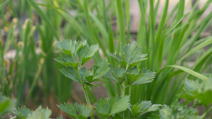 Fresh Green Celery Leaves Thriving in a Vibrant Organic Garden