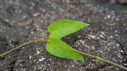 Delicate Green Leaves Resting on a Rough Stone Texture