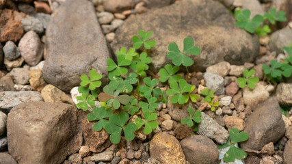 Vibrant Green Plants Flourishing Among Rocks and Pebbles