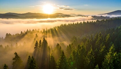 Fototapeta premium Golden sunrise illuminates a misty mountain forest, showcasing sunbeams piercing through the fog.