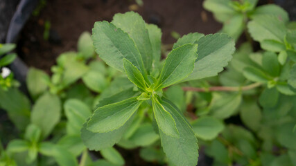 Vibrant Green Stevia Leaves: Natural Sweetener Plant