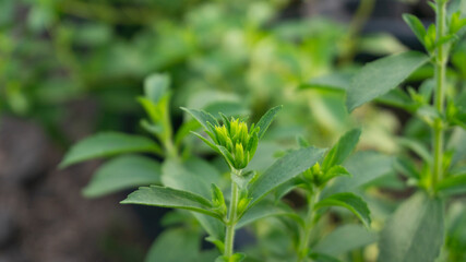 Fresh Green Stevia Plant Leaves and Developing Buds