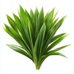Vibrant green tropical plant showcasing long, pointed leaves on a bright white background.