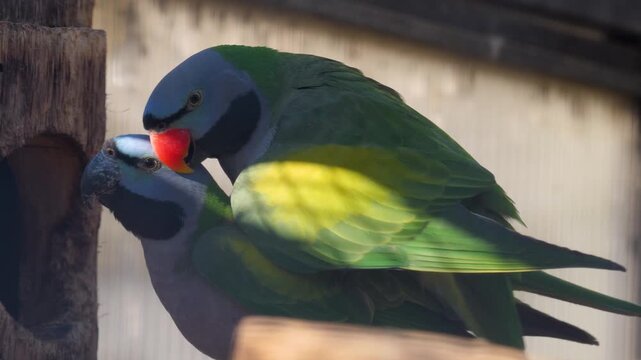 Close up of two Blue, green grey chinese parrot mating ona branch ona sunny spring day