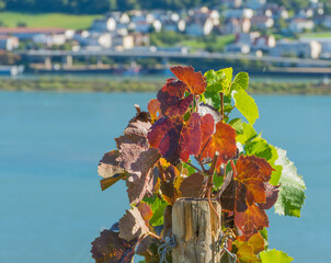 Weinblätter an Rebstock Rot und Grün Makro vor Rhein Rheinblick