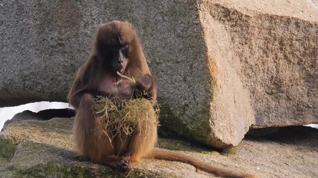Close up of baboon monkeys sitting around rocks and eating weeds on a cloudy autumn day