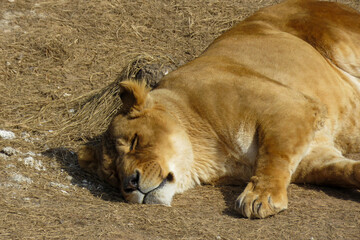 lioness