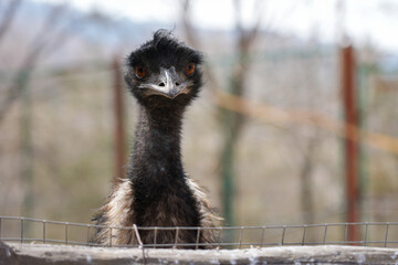 portrait of an EMU