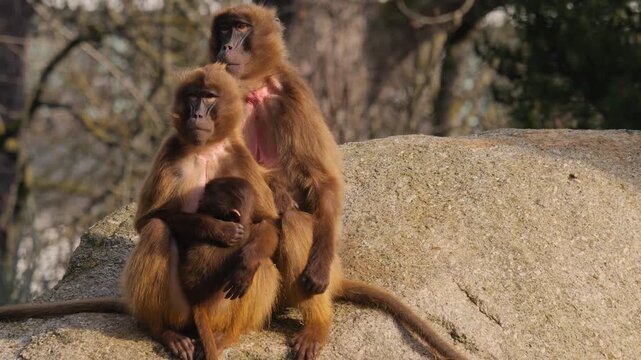Close up of baboon monkeys sitting around rocks and eating weeds on a cloudy autumn day and with a baby drinking milk from his mother