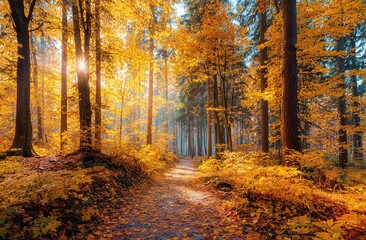 Fototapeta premium Sunlight bathes forest, vibrant fall colors. Golden autumn leaves blanket forest floor creating scenic view. Pathway leads, creating inviting mood. Forest trees, scenic background, October.