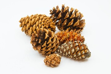 Closeup of pine cones on a white background.