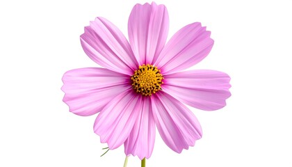 A vibrant, delicate pink flower displays intricate petal details against a plain white background.