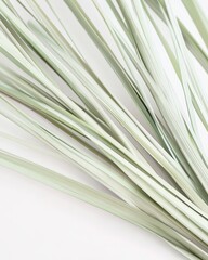 Obraz premium Close-up of slender, pale green grass blades arranged elegantly against a white background.