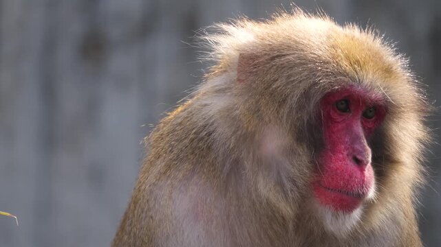 Close up of Japaneses macaque monkey sitting around rocks and watching on a cloudy autumn day a