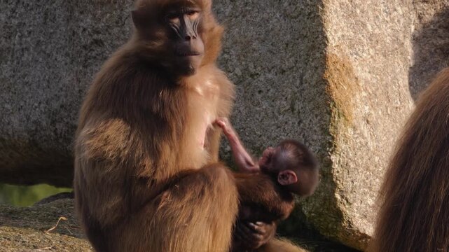 Close up of baboon monkey sitting around rocks and eating weeds on a cloudy autumn day and with a baby drinking milk from his mother