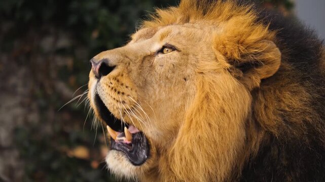 Close up of a lion head roaring in the forest on a cloudy spring day