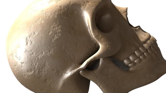 Photorealistic Human Skull Looping Animation.A seamlessly looping 3D animation of a highly detailed, photorealistic human skull. This versatile motion background creates a mysterious and cinematic moo