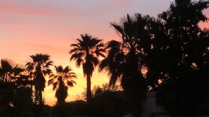 palm trees at sunset