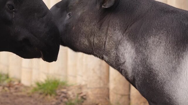 Close up of a tapir baby with his mother rubbing their faces together on a sunny day