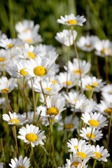Fototapeta premium Daisies In The Sun