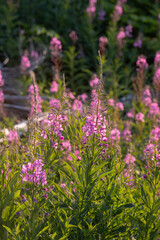 Obraz premium Fireweed Grouping