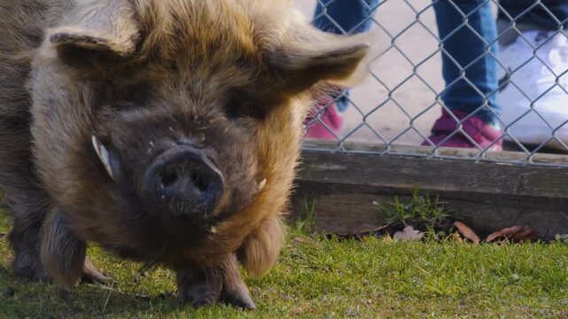 Close up of New Zealand Kune Kune Pig head looking into the camera on a sunny spring day