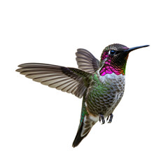 Fototapeta premium Beautiful Hummingbird in Flight on transparent background