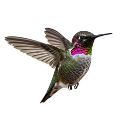 Fototapeta premium Beautiful Hummingbird in Flight on transparent background