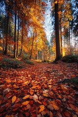 Obraz premium Vibrant autumn landscape with colorful leaves covering the forest floor in the afternoon light. High quality