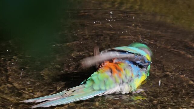 Close up of a green parakeet bird taking a bath in a pond ona sunny day in spring