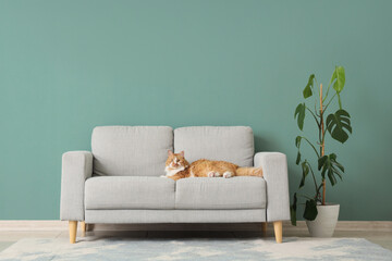 Cute fluffy cat lying on grey couch near green wall